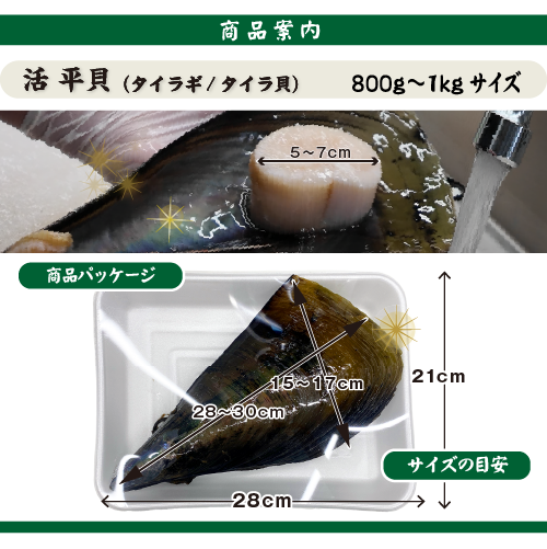 活 タイラギ（平貝/たいら貝）800g～1kgサイズ［活貝］
