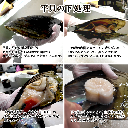 活 タイラギ（平貝/たいら貝）800g～1kgサイズ［活貝］
