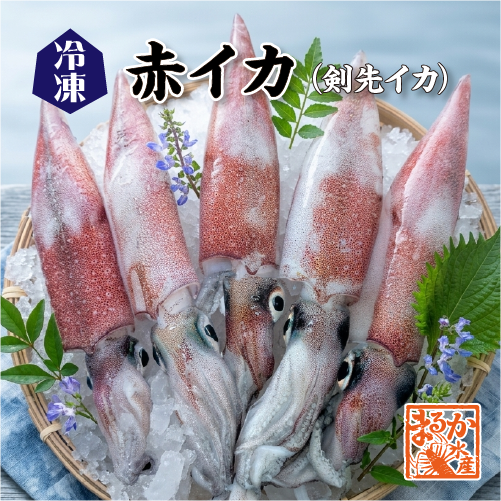 □冷凍 国産 赤イカ（剣先イカ）[冷凍烏賊]