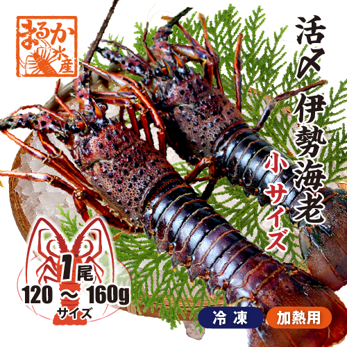 活〆伊勢海老（冷凍加熱用）小サイズ 120～160g [冷凍伊勢海老]（入数：1尾）