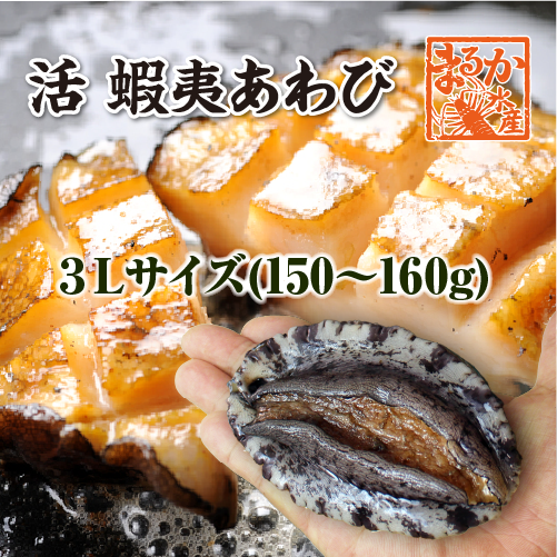 活 蝦夷あわび 150～160g 3Lサイズ[あわび]（入数:1枚）