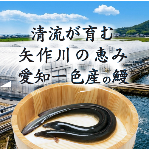 □うなぎ蒲焼き 国産 冷凍 大サイズ[鰻蒲焼]