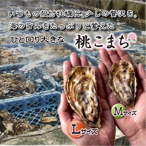 □[牡蠣のカンカン焼き]冷凍 殻付き牡蠣／桃こまち Lサイズ 20個