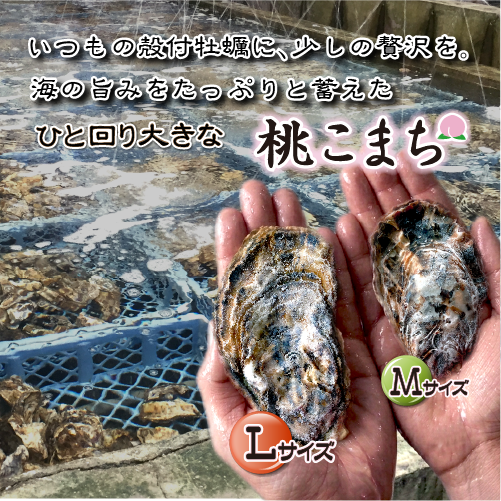 □[牡蠣のカンカン焼き]冷凍 殻付き牡蠣／桃こまち Lサイズ 30個