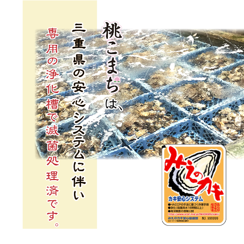 □[牡蠣のカンカン焼き]冷凍 殻付き牡蠣／桃こまち Lサイズ 30個