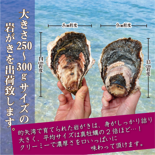 生食用 岩がき Lサイズ(250/300g）10個（軍手・ナイフ付）★[イタボ牡蠣]