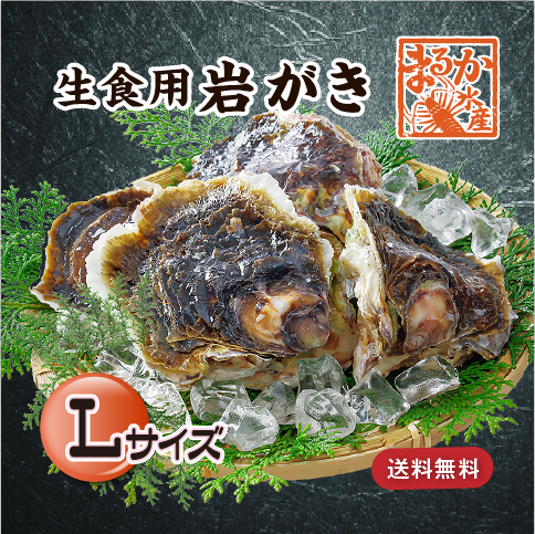 生食用 岩がき Lサイズ(250/300g）軍手・ナイフ付★[イタボ牡蠣]