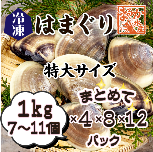 新種？クリスマス島 貝(大) 新種？クリスマス島 貝(大) 新種