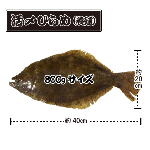 活〆 ひらめ 捌いてお届け！(スキンレス）1尾 [魚介類]