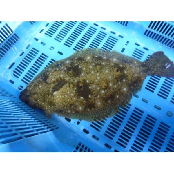 活〆ひらめ 捌いてお届け！(スキンレス）800g 1尾 [魚介類