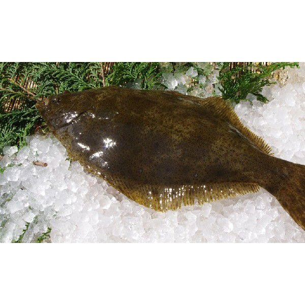 活〆ひらめ 捌いてお届け！(スキンレス）800g 1尾 [魚介類] | 新鮮さが