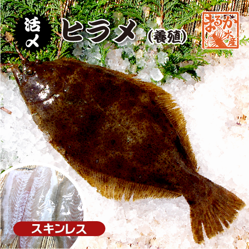 活〆 ひらめ 捌いてお届け！(スキンレス）1尾 [魚介類]