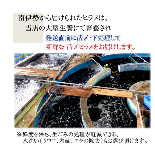 活〆 ひらめ 捌いてお届け！(スキンレス）1尾 [魚介類]
