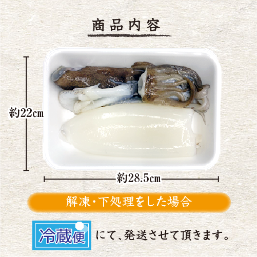 天然アオリイカ　国産　Lサイズ 800g/1kg 冷凍[魚介類]