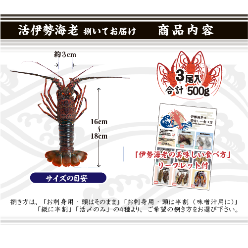 捌いて発送 国産天然 伊勢海老 小さめサイズ 3尾入 500g ★[伊勢海老]
