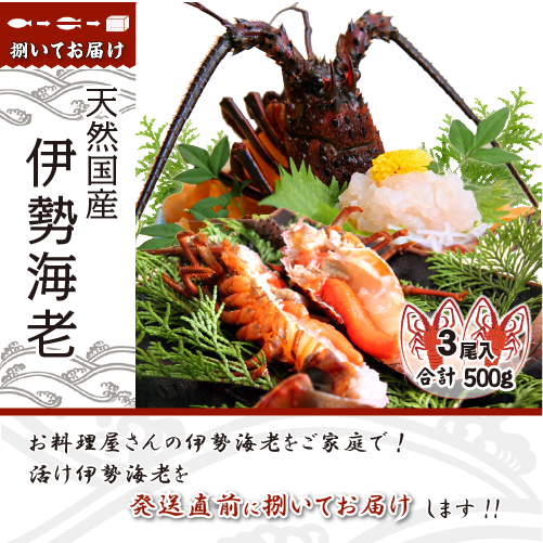 捌いて発送 国産天然 伊勢海老 小さめサイズ 3尾入 500g ★[伊勢海老]