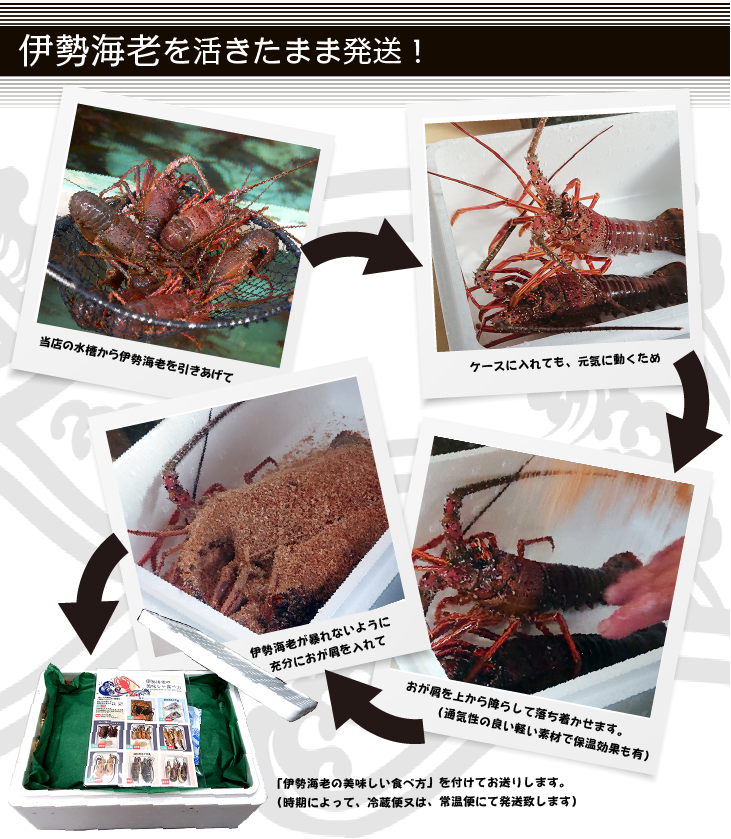 活伊勢海老 活きたまま発送 ちょっとワケあり 標準サイズ 2尾入 500g 送料無料 [活伊勢海老]