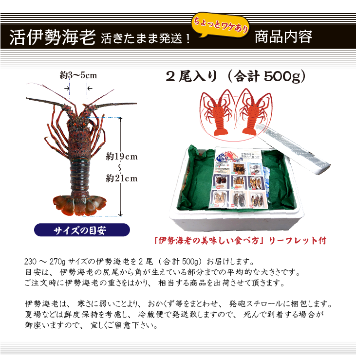 活伊勢海老 活きたまま発送 ちょっとワケあり 標準サイズ 2尾入 500g 送料無料 [活伊勢海老]