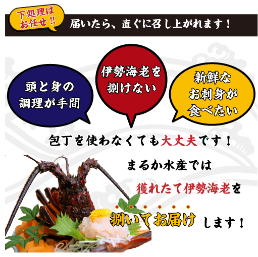 捌いて発送 国産天然 伊勢海老 大きめサイズ 3尾入 1.0kg ★[伊勢海老]