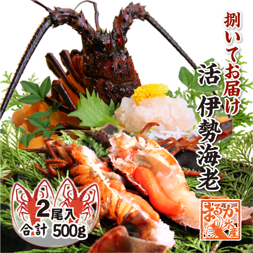 捌いて発送 国産天然 伊勢海老 標準サイズ 2尾入 500g ★[伊勢海老]