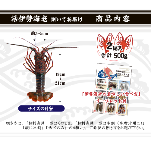 捌いて発送 国産天然 伊勢海老 標準サイズ 2尾入 500g ★[伊勢海老]