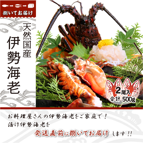 捌いて発送 国産天然 伊勢海老 標準サイズ 2尾入 500g ★[伊勢海老]