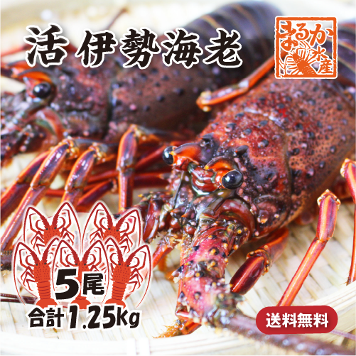 活伊勢海老 活きたまま発送 ちょっとワケあり 標準サイズ 5尾入 1.25kg ★ [活伊勢海老]