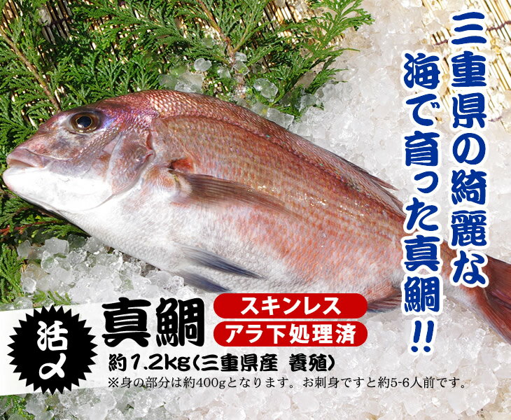 活〆 真鯛 捌いてお届け！ 標準サイズ 1尾 1.2kg　[魚介類]