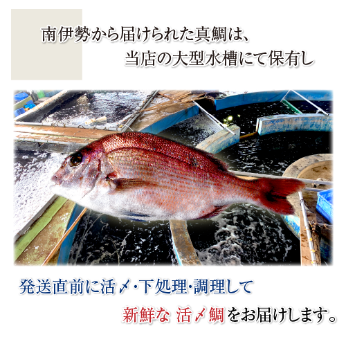 活〆 真鯛 捌いてお届け！ 標準サイズ 1尾 1.2kg　[魚介類]
