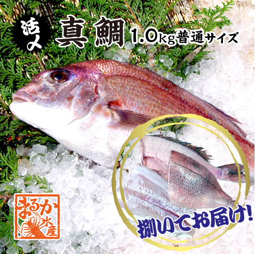 活〆 真鯛 捌いてお届け！  普通サイズ 1尾 1.0kg　[魚介類]