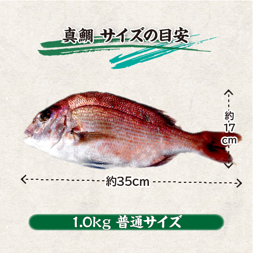 活〆 真鯛 捌いてお届け！  普通サイズ 1尾 1.0kg　[魚介類]