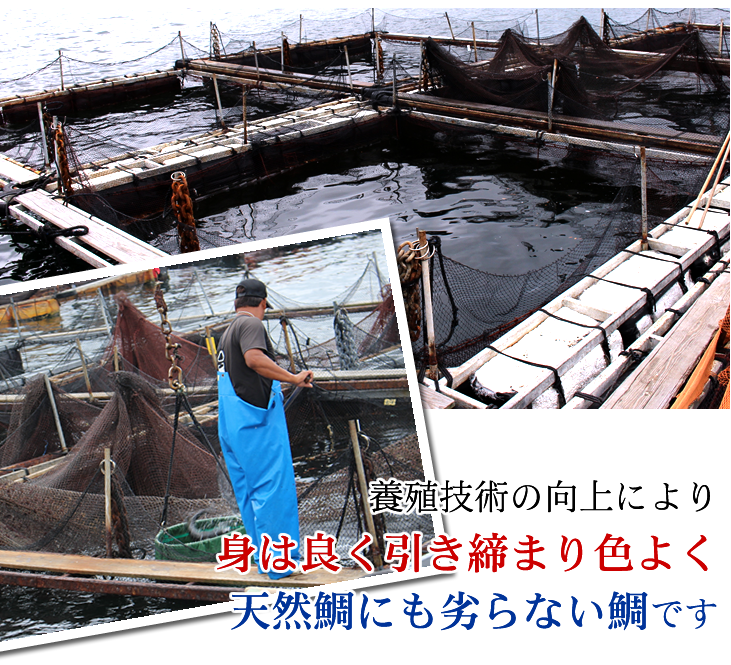 活〆 真鯛 捌いてお届け！  普通サイズ 1尾 1.0kg　[魚介類]