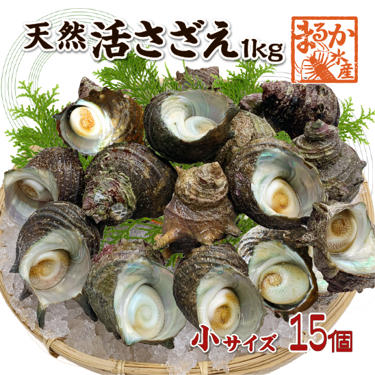 天然活 さざえ 小サイズ 1kg 15個 50～70g [さざえ] | 貝類
