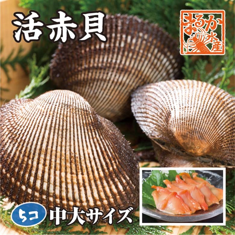 赤貝　５個　中大サイズ　500ｇ以上　活貝　[赤貝]