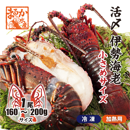 活〆伊勢海老（冷凍加熱用）小さめサイズ 160～200g [冷凍伊勢海老]（入数：1尾）
