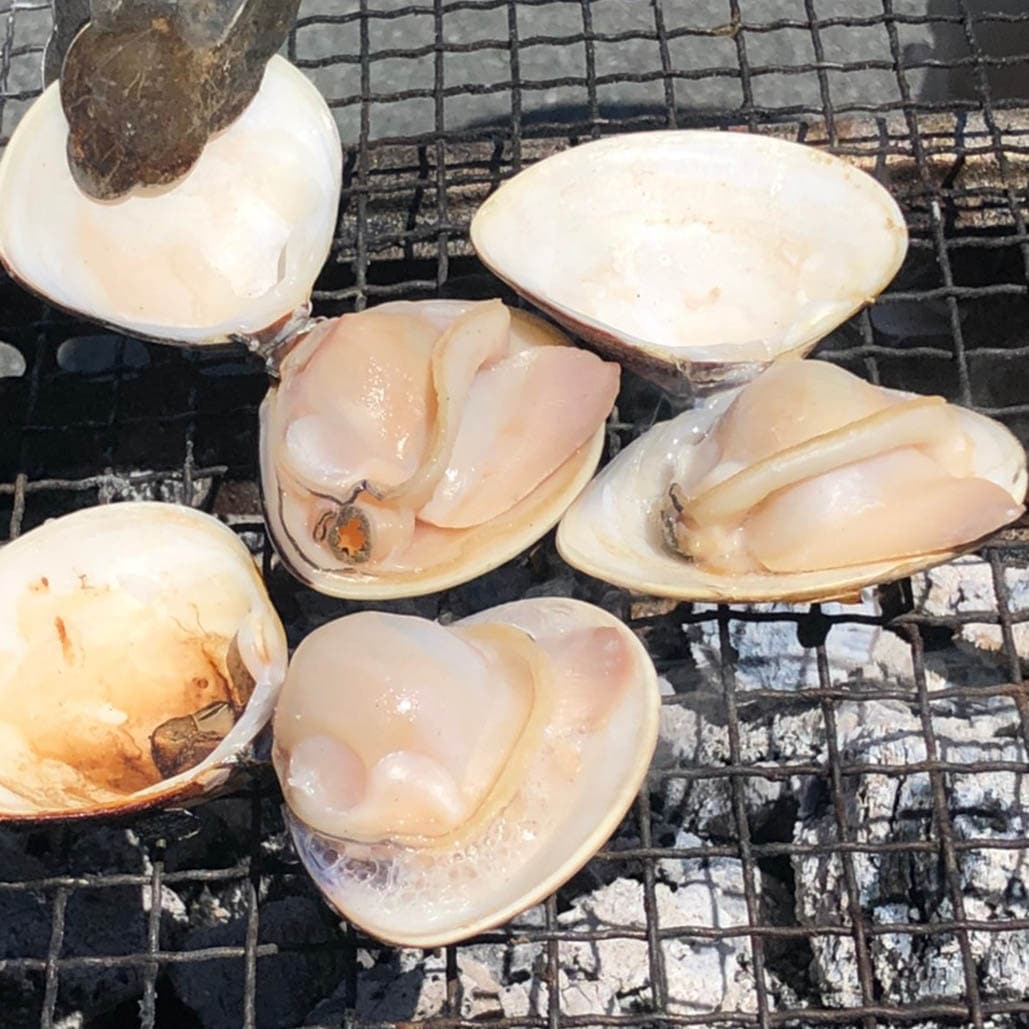 活はまぐり 中大サイズ 国産 [はまぐり]（入数:6～9個 500g分）