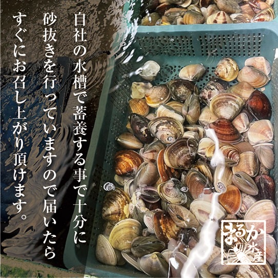活はまぐり 中大サイズ 国産 [はまぐり]（入数:6～9個 500g分）