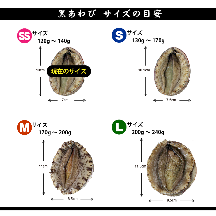 天然黒あわび SSサイズ 120～140g　1枚 [あわび]