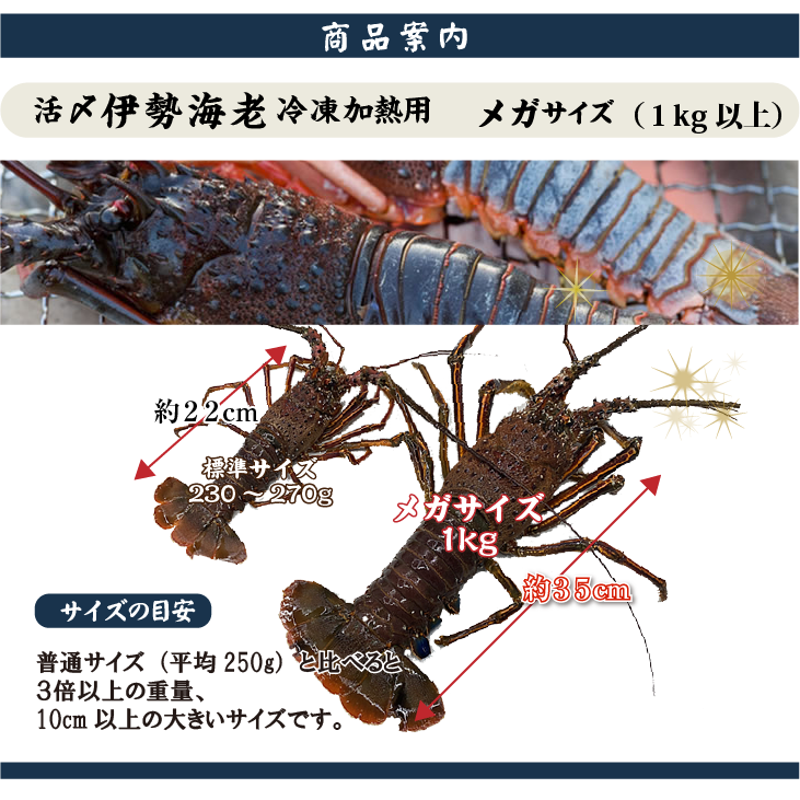 活〆伊勢海老（冷凍加熱用）メガサイズ 1尾 1kg以上 ★ [冷凍伊勢海老]