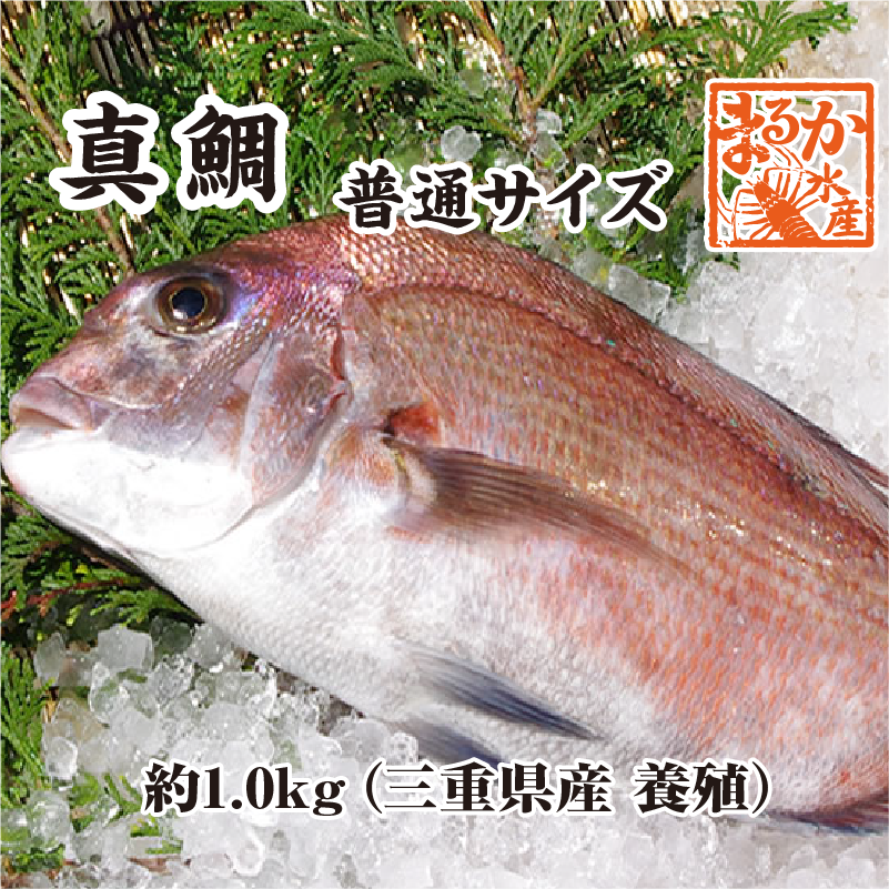 活〆 真鯛 普通サイズ 1尾 1.0kg　[魚介類]