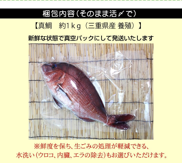 活〆 真鯛 普通サイズ 1尾 1.0kg　[魚介類]