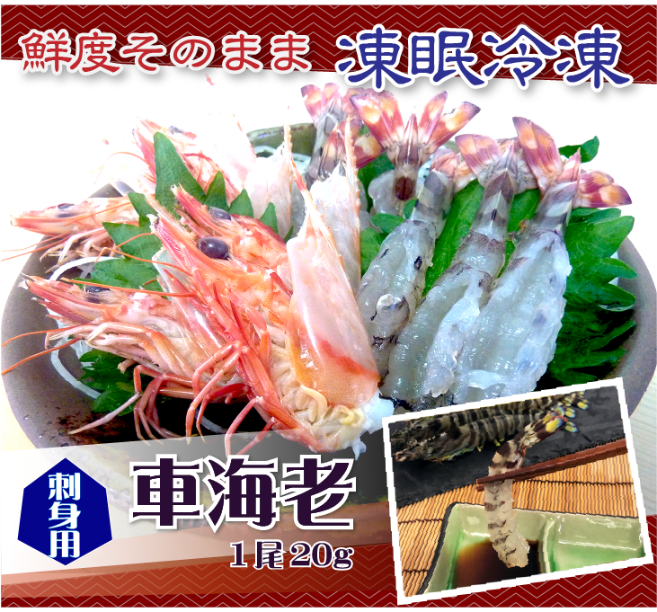 刺身用車海老 凍眠冷凍 20g [冷凍車海老]（入数：10尾 200g）