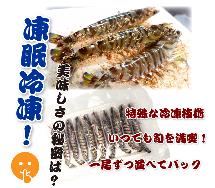 刺身用車海老 凍眠冷凍 20g [冷凍車海老]（入数：10尾 200g）