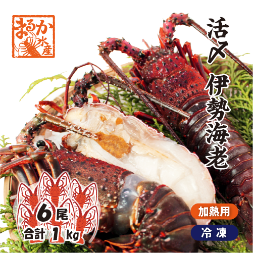 活〆伊勢海老（冷凍加熱用）小さめサイズ 6尾入 1kg ★[冷凍伊勢海老]