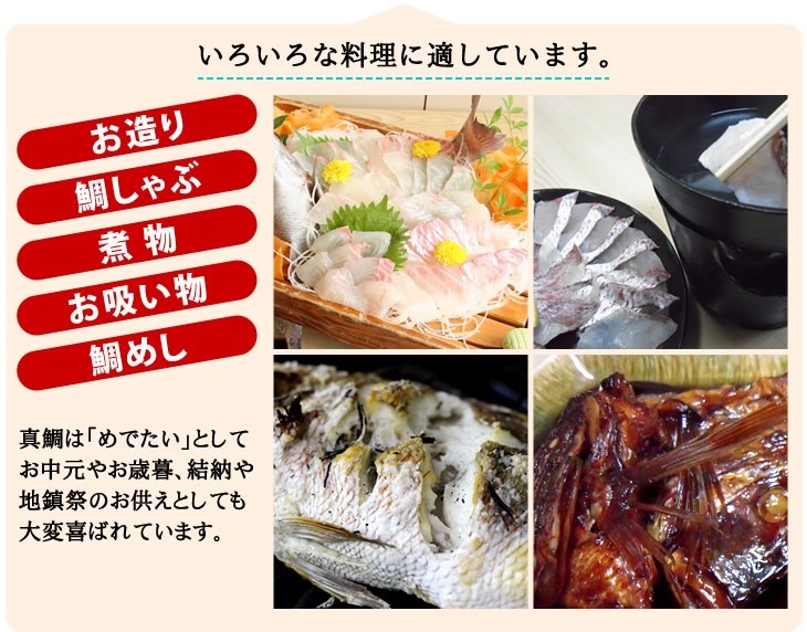 活〆 真鯛 特大サイズ 1尾 2.0kgUP [魚介類]