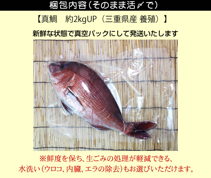 活〆 真鯛 特大サイズ 1尾 2.0kgUP [魚介類]