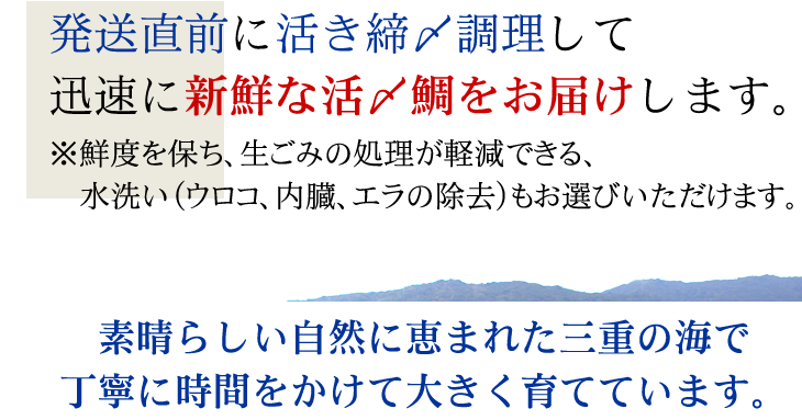活〆 真鯛 特大サイズ 1尾 2.0kgUP [魚介類]