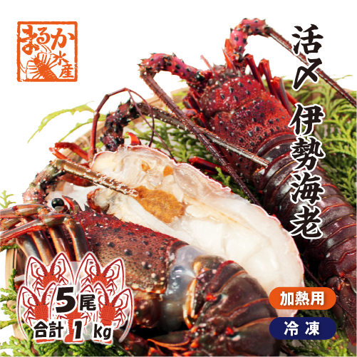 活〆伊勢海老（冷凍加熱用）中サイズ 5尾入 1kg 送料無料[冷凍伊勢海老]