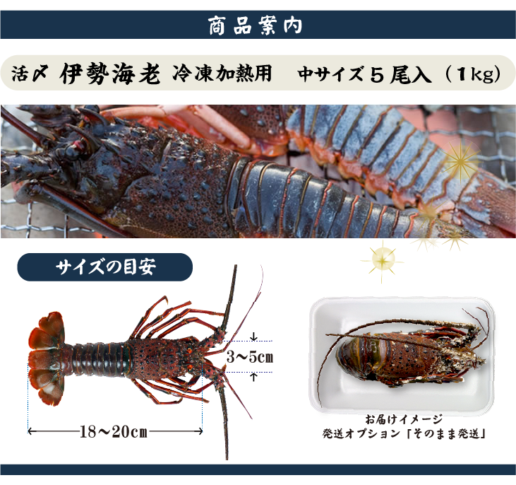 活〆伊勢海老（冷凍加熱用）中サイズ 5尾入 1kg 送料無料[冷凍伊勢海老]