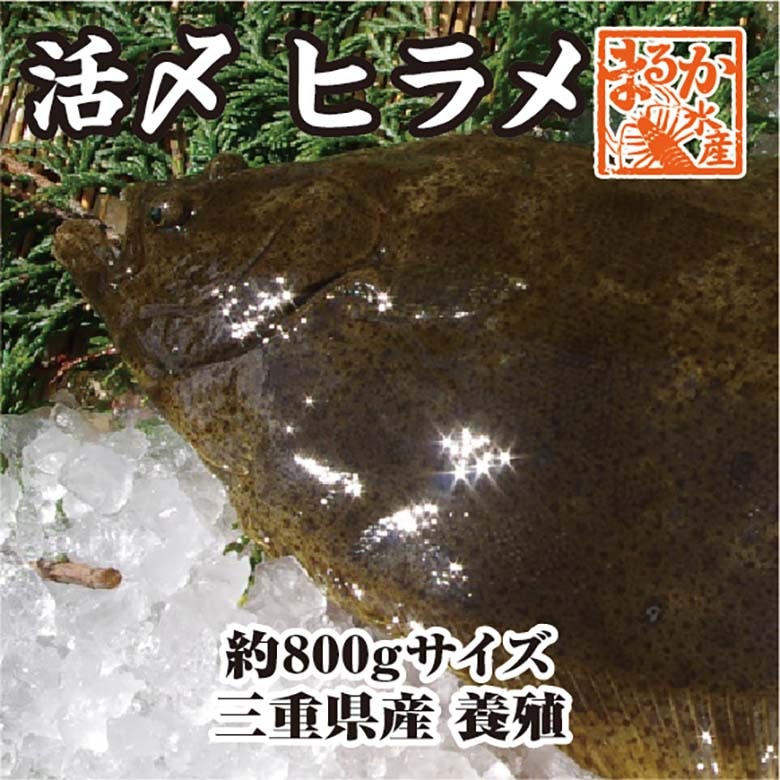 活〆ひらめ（養殖）800g 1尾 [魚介類] | 新鮮さが自慢の鮮魚 | まるか